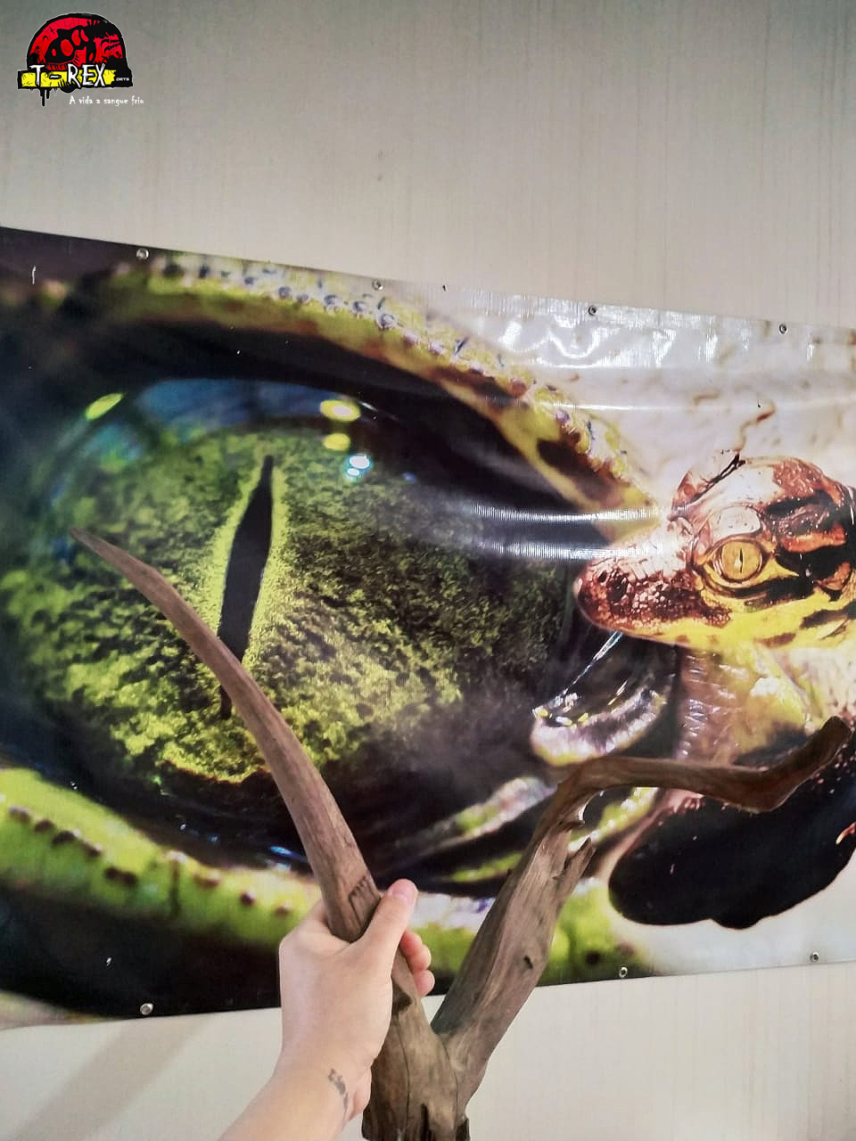 Tronco Natural para Terrários - Répteis - Iguana