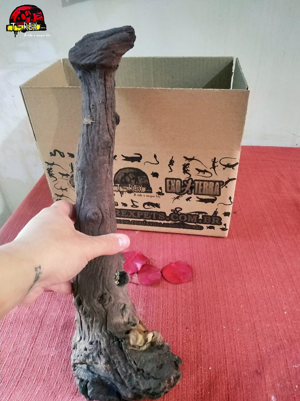 Tronco Natural para Terrários - Répteis - Iguana